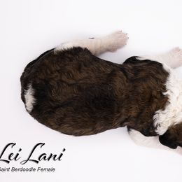 Bernedoodle, Saint Berdoodle, and Sheepadoodle Puppies from Yankee Doodle Puppies