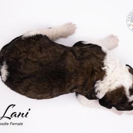 Bernedoodle, Saint Berdoodle, and Sheepadoodle Puppies from Yankee Doodle Puppies