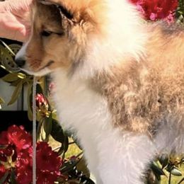 Shetland Sheepdogs from Cotton Hill Farm