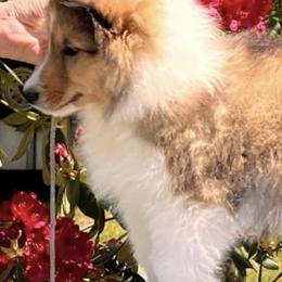 Shetland Sheepdogs from Cotton Hill Farm