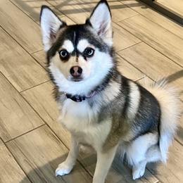 Tikki - Pomsky