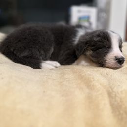 Hank - White and blue Border Collie puppy in Knoxville, Tennessee from Riverside Ranch Border Collies