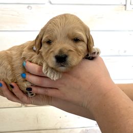 Goldendoodle and Poodle Puppies from Krispy Doodles