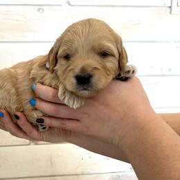 Goldendoodle and Poodle Puppies from Krispy Doodles