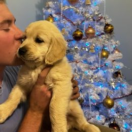Golden Retriever Puppies from Panhandle PawsNClaws