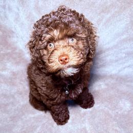 Daisy - Chocolate female Goldendoodle puppy in Connecticut from Gracie Doodle