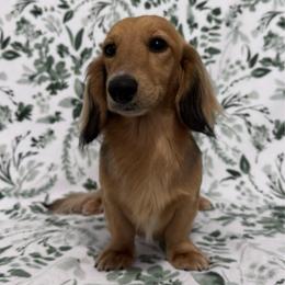 Lassie - Dachshund