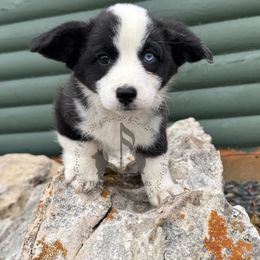 Aeros - Cardigan Welsh Corgi
