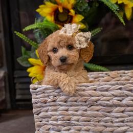 Suzie - Cream female Cavapoo puppy in Maple Falls, Washington from Daisy’s Cuddly Cavapoo