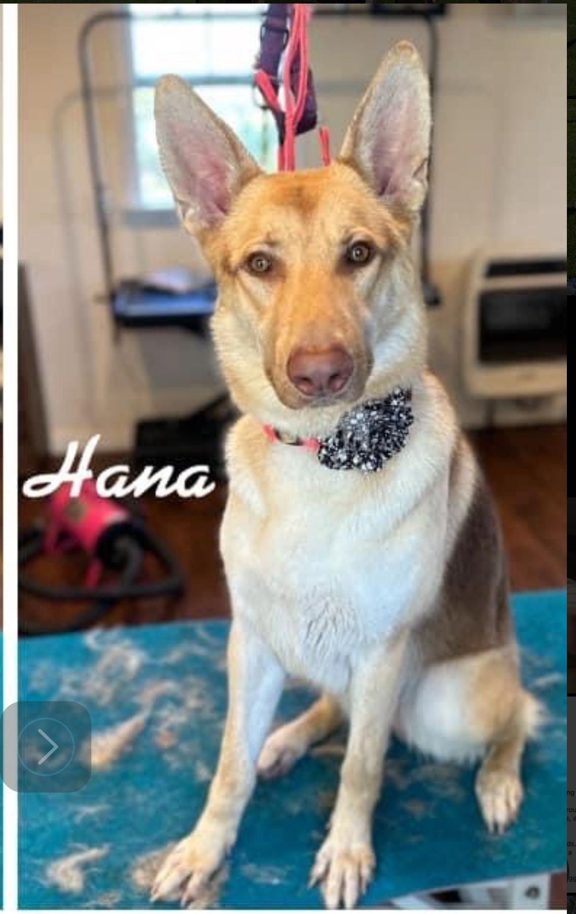 Hana