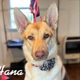 Hana - German Shepherd
