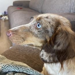 Sophia - Dachshund
