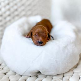 Zenith - Red  male Goldendoodle puppy in Springville, Utah from Happy Doodle