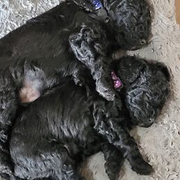 Poodle puppies from Blue Eye Hills