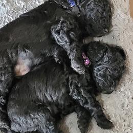Poodle puppies from Blue Eye Hills
