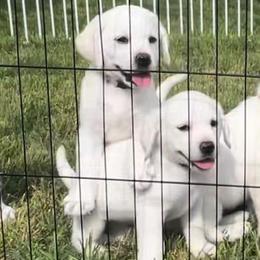Girl 5 - Yellow Labrador Retriever puppy in Hutto, Texas from Texas Bluebonnet Labs