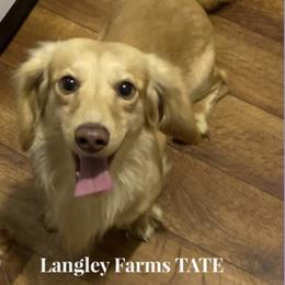 Tate - Dachshund