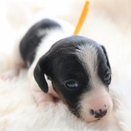 Yellow - Piebald female Dachshund puppy in Peebles, Ohio from Cave Valley Hounds
