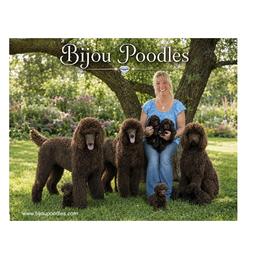 Poodle Puppies from Bijou Poodles