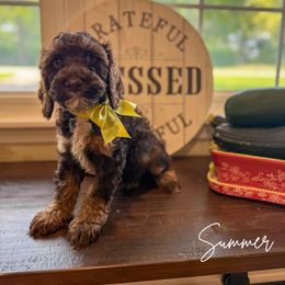 Summer - Tri-color female Australian Labradoodle puppy in Anderson, Indiana from Walls Family Doodles