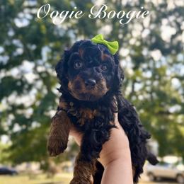 Oogie Boogie - Tri-color male Bernedoodle puppy in Munster, Indiana from Miranda’s Sunshine Poodles and Doodles
