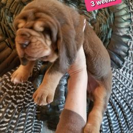Bloodhound Puppies from KRC Ozark Mountain Bloodhounds