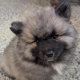 ORANGE GIRL - Black and silver female Keeshond puppy in Fayetteville, Tennessee from Erbekees-Keeshonden