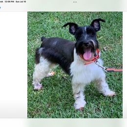 Nelson’s Jake - Miniature Schnauzer