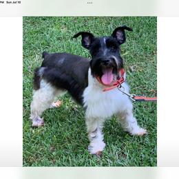 Nelson’s Jake - Miniature Schnauzer