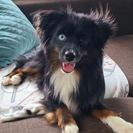 Neptune - Miniature American Shepherd