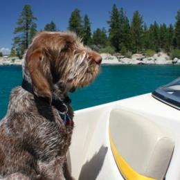 Spinone Italiano All Grown Up from Collina d'Oro Spinoni