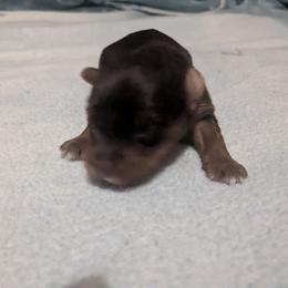 Girl 1 - Chocolate and tan female Yorkshire Terrier puppy in Odenville, Alabama from Yorkie Prints
