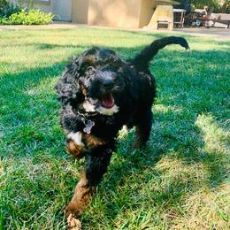 Australian Labradoodle and Goldendoodle Puppies from Sharper Doodles