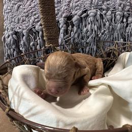 Boy 4 - Apricot male Goldendoodle puppy in Graham, North Carolina from Geise Meadow Doodles