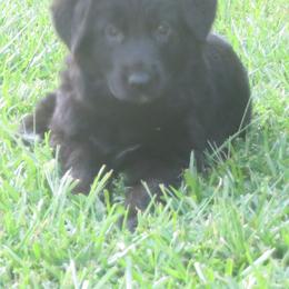 German Shepherd Puppies from V Diamondburg Kennels