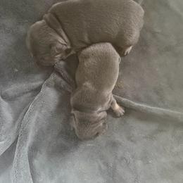 Peanut - Blue male French Bulldog puppy in Philadelphia, Pennsylvania from Kiki Leigh Frenchies