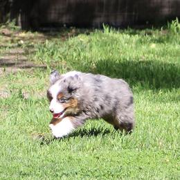 Boy 3 - Blue merle male Miniature American Shepherd puppy in Elgin, Oregon from LongMile Aussies