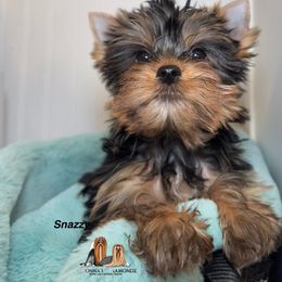 Snazzy - Black and gold male Yorkshire Terrier puppy in Danielsville, Georgia from Donnas DiamondZ