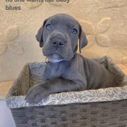 Nancy - Blue female Great Dane puppy in Bay City, Michigan from Monarch Danes