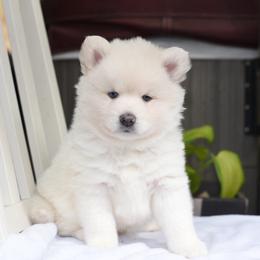 Socks - White male Pomsky puppy in Coos Bay, Oregon from Ocean View Pomskies