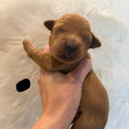 Black collar - Dark golden male Golden Retriever puppy in Turtlepoint, Pennsylvania from Allegheny River Retrievers
