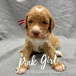 Pink Girl - Red  female Goldendoodle puppy in Travelers Rest, South Carolina from Bailey Mountain Doodles