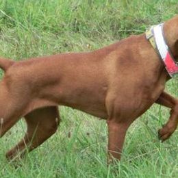 Vizslas from Fox Creek Ranch Vizslas