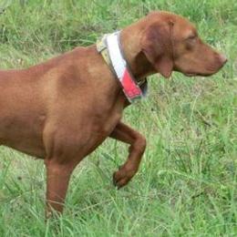Vizslas from Fox Creek Ranch Vizslas