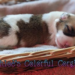 American Corgi and Pembroke Welsh Corgi Puppies from Chloe's Colorful Corgis