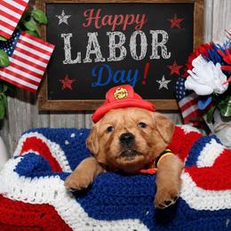 Romeo - Dark golden male Golden Retriever puppy in Guthrie, Oklahoma from Raised Right Pups
