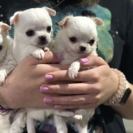 Chihuahua Puppies from BonBon Chihuahuas