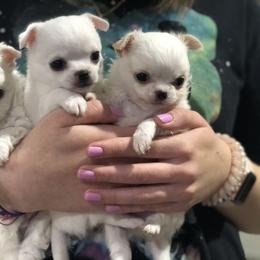 Chihuahua Puppies from BonBon Chihuahuas