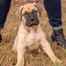 Bullmastiff Puppies from Bristol Hills Bullmastiff