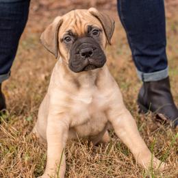 Bullmastiff Puppies from Bristol Hills Bullmastiff